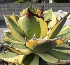 2026年最新】アガベまとめ売りの人気アイテム - メルカリ