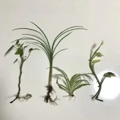 アイビー苗、リュウノヒゲ苗、オリヅルラン苗、ポトス苗、根付き4種♪