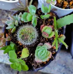 多肉植物の寄せ植え（抜き苗）