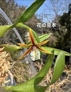 shigno2020様 リクエスト 2点 まとめ商品