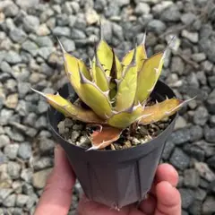 2026年最新】アガベ ホリダ（agave horrida ）の人気アイテム - メルカリ