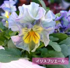 MIYABI様 リクエスト 2点 まとめ商品