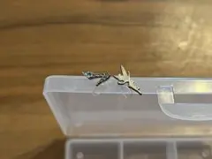 ティンカーベル　イヤリング