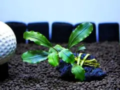 Mi-Gonzalez様 リクエスト 2点 まとめ商品