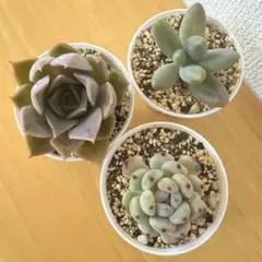 多肉植物 星美人 カット苗 - メルカリ