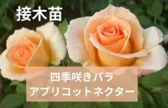 2026年最新】バラ苗 切花の人気アイテム - メルカリ