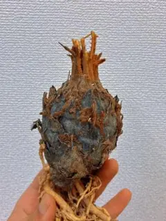 ˚*˚様 【訳あり激安】黄金ソテツ　蘇鉄　ソテツ　塊根　コーデックス　カクタス 2025年最新】黄金ソテツの人気アイテム - メルカリ