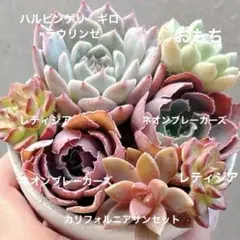 f.多肉植物✨カット苗セット☘️交配実生入り　サービス品