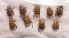 ベトナム産 アシナガコガネ 標本 3 - メルカリ