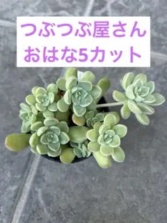 ②本日の気まぐれ 多肉寄植えセット （6.5cm鉢内カット苗全て） - メルカリ