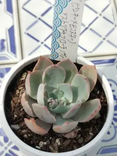 ♣ののい様 リクエスト 2点 まとめ商品