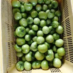 青玉トマト 15Kg 値下げ品 - メルカリ