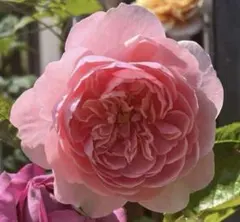 バラ苗 薔薇 さし木苗 中輪 強香 四季咲き 匿名発送 - メルカリ
