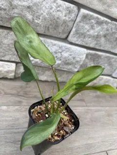 2026年最新】LELANOの人気アイテム - メルカリ