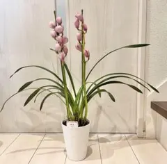 2026年最新】シンビジウム 苗の人気アイテム - メルカリ