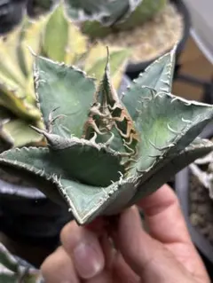 アガベ　OC悪魔　メルカリ便 アガベ OC悪魔 メルカリ便