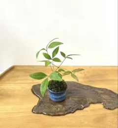 リザ子様 リクエスト 3点 まとめ商品