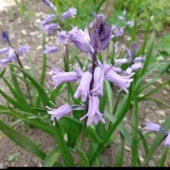 Lily様 リクエスト 3点 まとめ商品