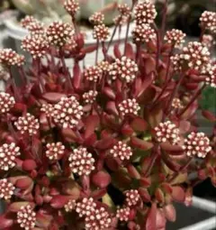 2026年最新】多肉植物 紅稚児の人気アイテム - メルカリ