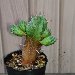 ユーフォルビア ハンディエンシス 多肉植物 5 人気 希少 - メルカリ