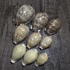 タカラガイまとめ売り 宝貝 貝殻 標本 ヤクシマダカラ