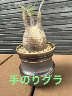 塊根植物 パキポディウム・グラキリス（発根済・鉢ごと発送）