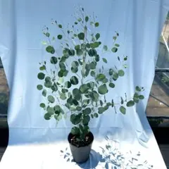 厳選】 大型 ユーカリ ムーンラグーン 8号 陶器鉢 植え込み発送 - メルカリ