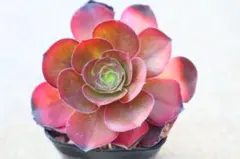 C＊多肉植物 アエオニウム サラダボール 抜き苗1ポット分 ＊ - メルカリ