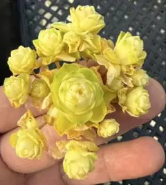 雛*町様 新入荷　グリーノビア　キャッツアイスター錦　アエオニウム　多肉植物　I