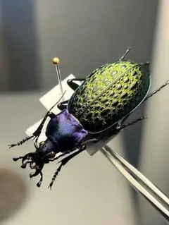一属一種】ケブカハンチョウの一種 固有種 標本 Eurymorphaゴミムシダ