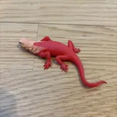 イグアナアンドコミニレインボーアガマ