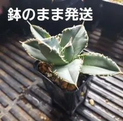 【南アフリカダイヤモンド】アガベ　チタノタ　王道人気品種　鉢のまま発送のサムネイル