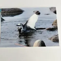 【即購入可能】L版ハクセキレイの写真