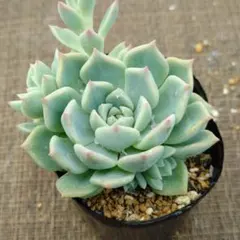 chihuahuaensisRuby Blush×プロリフィカ多肉植物抜き苗うにのサムネイル