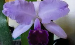 trianae (jungle plants)コロンビア産　抜き苗での発送のサムネイル
