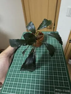 2025年最新】大株 ビカクシダの人気アイテム - メルカリ