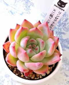 リンゼアナ×secunda El Encino, Hidalgo札付きポットごと - メルカリ
