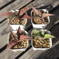 2026年最新】アガベ 実生 セットの人気アイテム - メルカリ