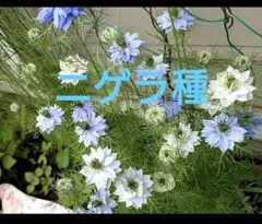 ニゲラ 花苗 ブルー ホワイト 混色のサムネイル