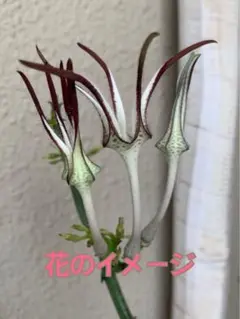 レア！ガガイモ セロペギア スタペリフォルミス サーペンティナ カット