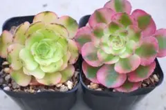 31#多肉植物アエオニウム❤️ハロウィン❤️海王锦❤️3頭11cm拨き苗
