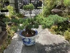 2025年最新】五葉松 瑞祥の人気アイテム - メルカリ