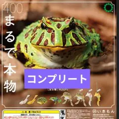 ウーパールーパーとベルツノガエルとアカメアマガエルとマルメタピオカガエル