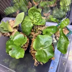 Bucephalandra sp. Aurora KN便 水上葉 - メルカリ