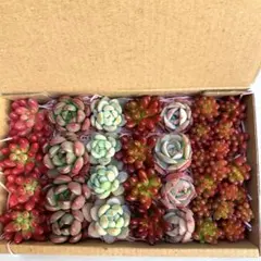 2026年最新】多肉 苗 セットの人気アイテム - メルカリ