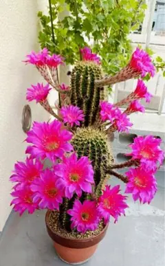 2026年最新】ピンク棘サボテンの人気アイテム - メルカリ