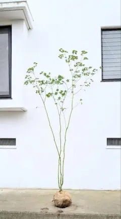 2026年最新】コハウチワカエデ 山採りの人気アイテム - メルカリ