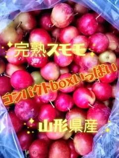 山形県産 完熟スモモ コンパクトBOXいっぱいのサムネイル