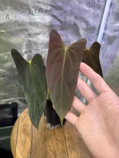 Aloe somaliensis 'variegated' ソマリエンシス斑入り - メルカリ