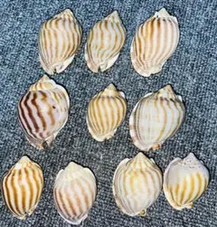 カズラガイ 綺麗め 10個セット 貝殻 コレクション